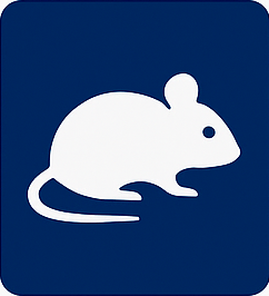 Rats
