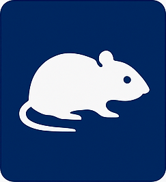 Souris